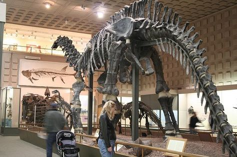 Peabody Museum of Natural History in New Haven, Connecticut Best Family Vacation Destinations, Peabody Museum, Go Usa, New Haven Connecticut, New Haven Ct, Kid Friendly Activities, Best Family Vacations, Museum Of Natural History, Family Vacation Destinations