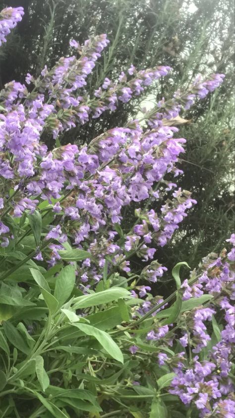 #flowers #purple #sage #aesthetic #plants Purple Sage Aesthetic, Sage Green And Purple, Sage Aesthetic, Aesthetic Plants, Purple Sage, Purple Pastel, Flowers Purple, Purple Aesthetic, Green Aesthetic