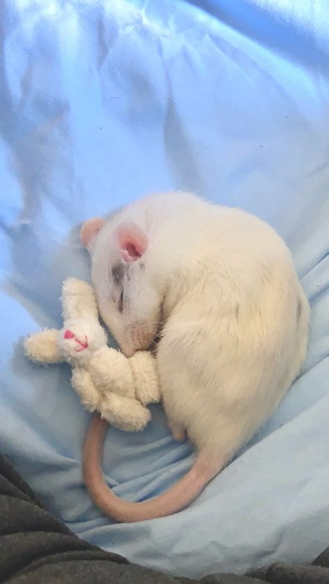 Rat Pet Aesthetic, Pet Rat Aesthetic, Cute Pet Rats, Cute Rats Aesthetic, Aesthetic Rats, Pet Rats Cute, Cute Rat Aesthetic, Rats Aesthetic, Rats Cute