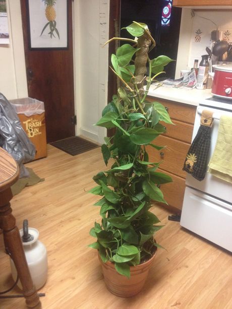 How to add a pole to your philodendron Pothos Pole Diy, Philodendron Potting Ideas, Pothos Trellis Indoor Diy, Philodendron Trellis, Diy Pothos Trellis, Pothos Trellis, Ivy Plant Indoor, Flower Topiary, Indoor Plant Trellis