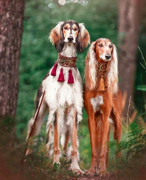 Cool Marine Animals, Pretty Dogs Aesthetic, Saluki Aesthetic, Saluki Art, Borzoi Aesthetic, Beautiful Animals Photography, Saluki Dogs, Animals In Clothes, Animal Study