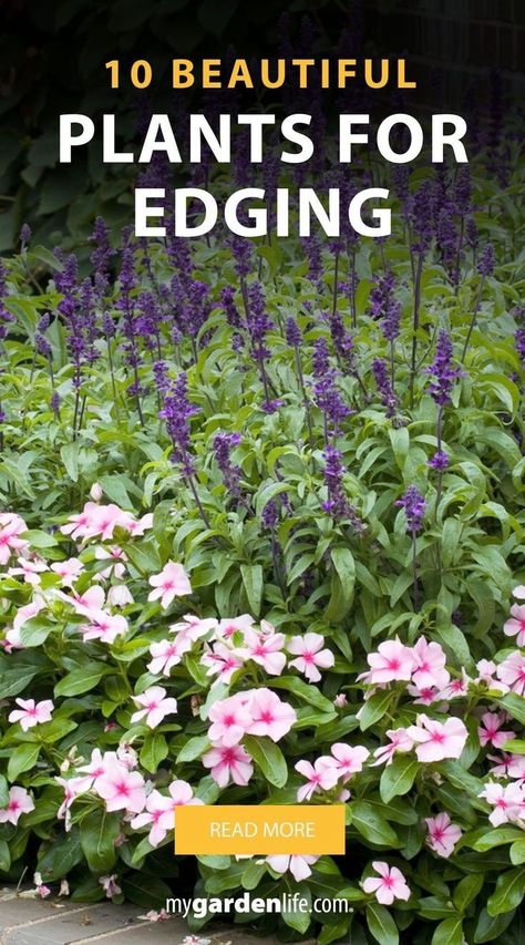 Looking for the best plants for edging your garden and walkways? Check out our list of 10 beautiful edging plants that will enhance your landscape. Perfect for creating neat borders around your lawn, trees, driveways, and rocks. These plants offer excellent garden edging ideas to keep your yard looking immaculate. Find more landscape edging ideas and garden edging inspiration at Mygardenlife.com. Landscaping Edge Of Woods, Driveway Plants Ideas, Natural Landscape Edging, Flower Bed Edging Ideas Garden Borders, Garden Border Ideas Plants, Driveway Planting Ideas, Driveway Garden Ideas, Landscaping Edging Ideas, Plants For Borders