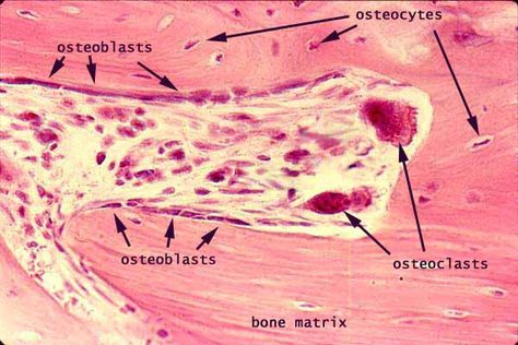 Bone Cells, Tissue Biology, Histology Slides, Oral Pathology, Anatomy Physiology, Medical School Essentials, Vet Med, Endocrine System, College Study