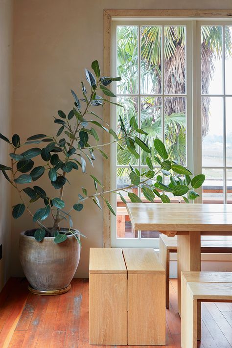 Ficus trees and plants for indoor gardening — FLORA GRUBB GARDENS Ficus Audrey, Flora Grubb, Indoor Tree, Elephant Ear Plant, Tillandsia Air Plant, Ficus Lyrata, Ficus Tree, Leafy Plants, Indoor Trees