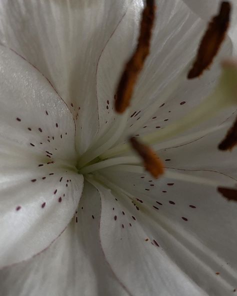 .Gℯmary on Instagram: “Close up” Natural Form Photography, Nature Up Close, Close Up Nature Photography, Flower Core Aesthetic, Flowers Close Up, Natural Forms Photography, Flower Up Close, Textiles Flowers, Unusual Viewpoints