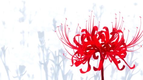 Red Spider Lily || Meaning: Lost Memory || Tokyo Ghoul Red Flower Names, Tokyo Ghoul Flower, Red Spider Lily, Spider Lily, Flower Names, Flower Images, Flowers Nature, Flower Tattoos, Flower Wallpaper