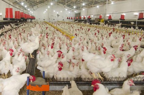 Poultry farming business is an excellent opportunity for small time farmers! Poultry Farming, Broiler Chicken, Biggest Chicken, Farming Business, American Animals, Small Chicken, Chicken Feed, Poultry Farm, Animal Protection