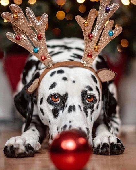 Dog Photography Christmas, Christmas Dog Photography, Holiday Dog Photos, Christmas Dalmatian, Christmas Pet Photos, Holiday Pet Photos, Dog Photography Poses, Pet Photography Studio, Watching Christmas Movies