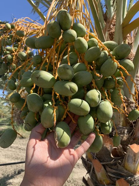 Medjool dates THRIVE in the golden California sunshine and arid heat. We took a visit to the Joolies farm at the mid-stage of this cycle, to get a better sense of how the fruit mature! Dates Fruit, Date Plant, Fresh Dates, Harvest Farm, Farm Visit, Fruit Picture, Baking Recipes Desserts, Medjool Dates, Easy Baking Recipes Desserts