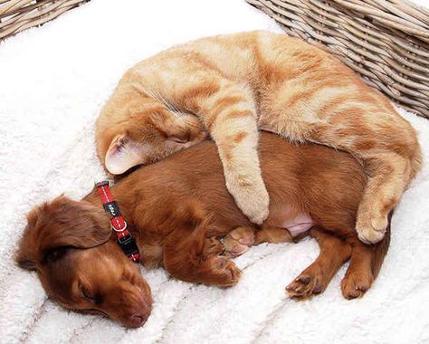 And these two who defy all expectations of "big spoon, little spoon" dynamics. | 21 Cuddly Cat And Dog Best Friends To Make You Squee Sleeping Together, Dog Best Friend, Animals Friendship, Kitten Love, Puppy Photos, Dachshund Puppy, Cat Sleeping, Animals Friends, Cat Pics