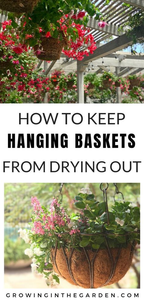 Hanging Baskets Diy, Outdoor Potted Plants, Hanging Basket Garden, Hanging Plants Outdoor, Hanging Plants Diy, Potted Plants Outdoor, Hanging Flower Baskets, Container Gardening Flowers, Plants For Hanging Baskets