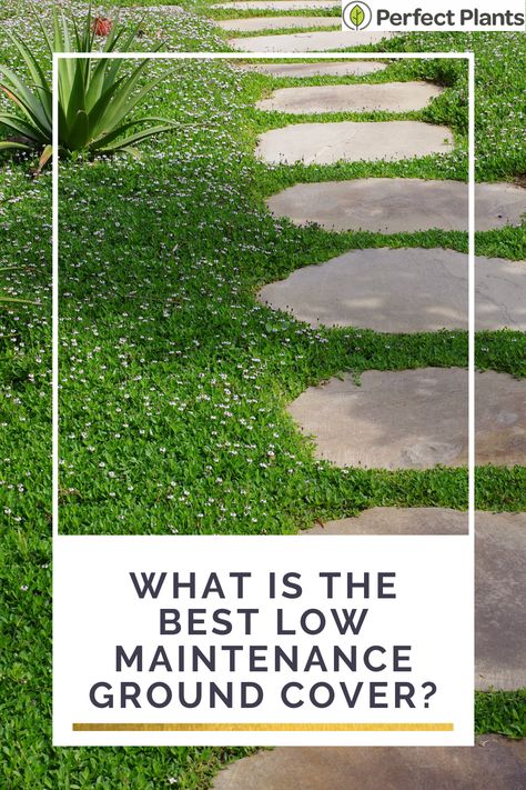 What is the best low maintenance ground cover| Perfect Plants Ground Cover For A Hillside, Zone 9 Ground Cover Drought Tolerant, Ground Cover Around Pool, Yard Ground Cover Ideas, Easy Ground Cover Ideas, Front Yard Ground Cover, Stepping Stones With Ground Cover, Jasmine Ground Cover Ideas, Soft Ground Cover