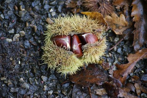 $600,000 in grants for American chestnut - Farm and Dairy Chinese Chestnut, American Chestnut, Milk Pan, Chestnut Trees, Chestnut, Amigurumi, Milk