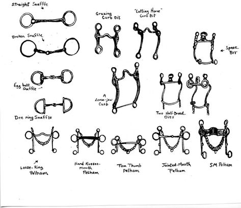 Barnyard Basics: Bits and Their Uses | Columnists | postregister.com Different Types Of Horse Bits, Types Of Horse Bits, Types Of Bits For Horses, Horse Bits Types Of, Bits For Horses, Horse Art Drawing, Learning Board, Horse Anatomy, Snaffle Bit