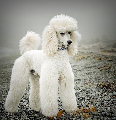 Gunther    What a gorgeous snowy white standard poodle!  #dogs #poodles Anjing Poodle, Poodle Hair, Poodle Haircut, Poddle, Poodle Cuts, French Poodle, White Poodle, Dogs Grooming, Positive Dog Training