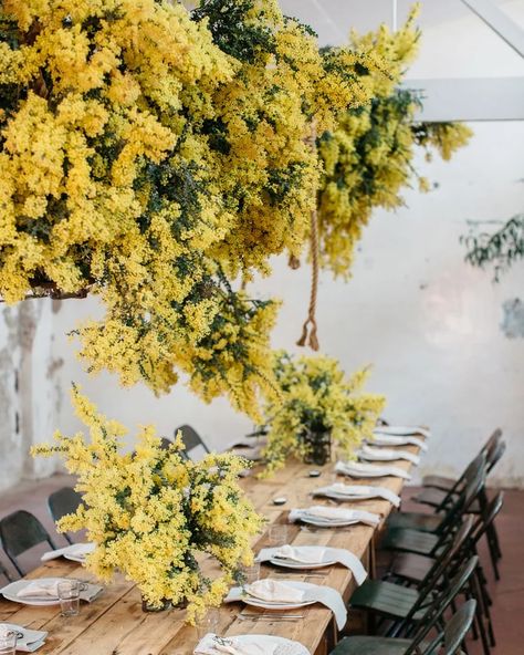 20 Stunning Instagram Photos From Our 'Month of Australia' - Condé Nast Traveler Mimosa Flower, Plant Projects, Flower School, Australian Bush, Flower Installation, Visit Australia, Garden Party Wedding, Hanging Flowers, Yellow Wedding