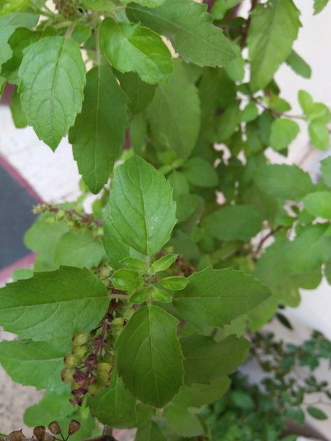 Tulsi Leaves, Tulsi Plant, Diwali Photography, God Illustrations, Ayurveda, Diwali, Plant Leaves, Illustrations, Plants