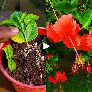 Grow Hibiscus From Leaf - New Method | This method of growing a hibiscus plant with cuttings | Grow Hibiscus From Leaf - New Method | This method of growing a hibiscus plant with cuttings | By Rana CraftFacebook Growing Hibiscus, Hibiscus Plant, How To Grow, Garden Projects, Trees To Plant, Hibiscus, Workout Videos, To Grow, Plants