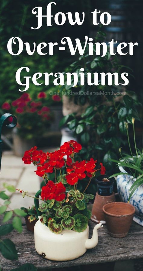 Winter Geraniums, Growing Geraniums, Geraniums Garden, Funny Vine, Indoor Vegetables, Winter Vegetables Gardening, Hydroponic Farming, Hydroponic Growing, Indoor Vegetable Gardening