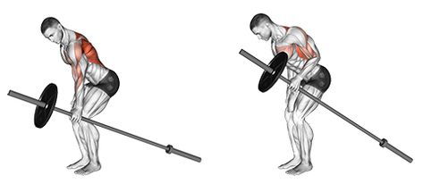 Back And Biceps: The Best Workout Combination - GymGuider.com Bruce Lee Abs Workout, Dumbbell Back Workout, Back And Bicep Workout, Traps Workout, Cable Workout, T Bar Row, Monday Workout, Body Build, Body Coach