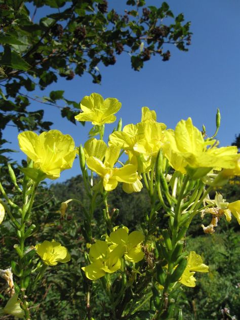 Evening Primrose Flower, Primrose Plant, Plants Are Friends, Magnolia Leaves, Evening Primrose, Wildflower Garden, Wild Edibles, Flower Care, Wild Food