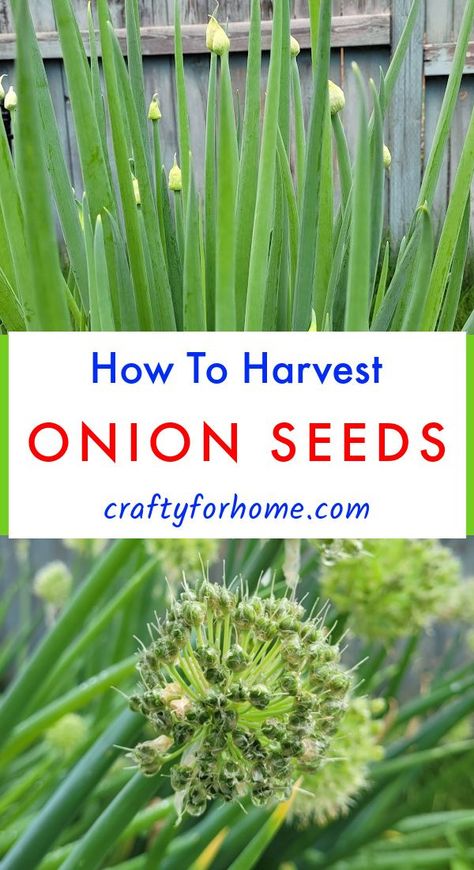 Bolted green onion and ready to harvest the seed. When To Harvest Onions, Gardening On A Budget, Harvest Onions, Onion Seeds, Saving Seeds, Harvesting Garlic, Onion Flower, Garlic Seeds, Fall Gardening