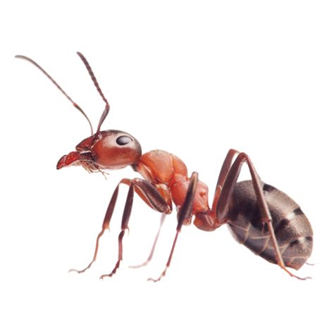 Types Of Ants, Red Ant, Ant Control, Ant Colony, Rid Of Ants, Ant Killer, Get Rid Of Ants, Bees And Wasps, Termite Control