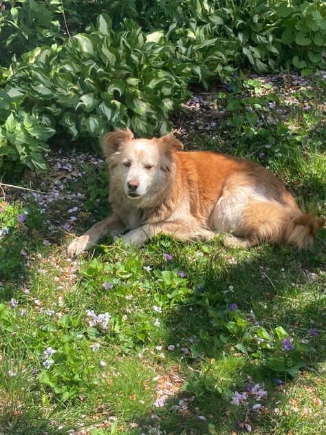 cottagecore dog in grass Dogs In Nature Aesthetic, Green Dog Aesthetic, Cottagecore Dog, Cottage Homestead, Cottage Dog, Friend House, Cottagecore Animals, Cottagecore Cat, Cottagecore Farm