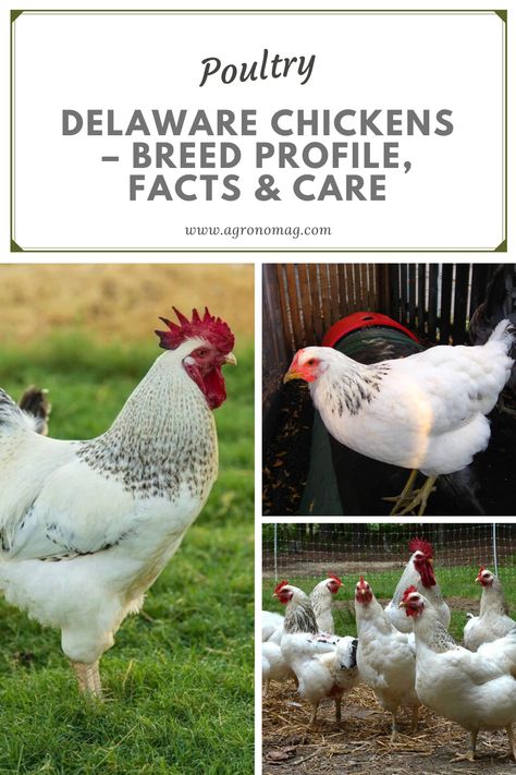 Delaware Chicken Egg Color, Delaware Chickens, Chicken Egg Colors, Chicken Facts, Ranch Living, Chicken Mom, Raising Backyard Chickens, Hobby Farm, Hen House