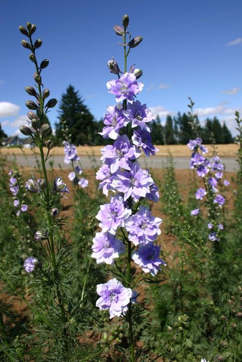 Silver Falls Seed Company - Larkspur - Rocket Light Blue Larkspur Plant, Larkspur Flower, Seeds Color, Flower Identification, Blue Delphinium, Line Flower, Plant Spacing, Seed Company, Month Flowers