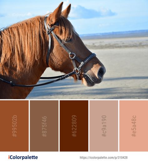 Color Palette ideas #icolorpalette #colors #inspiration #graphics #design #inspiration #beautiful #colorpalette #palettes #idea #color #colorful #colorscheme #colorinspiration #colorcombinations #colorcombos Halter Horse, Popular Color Palettes, Best Color Palettes, Color Palette Theme, Western Show Clothes, Graphics Design Inspiration, Horse Images, Perfect Color Combinations, Horse Harness