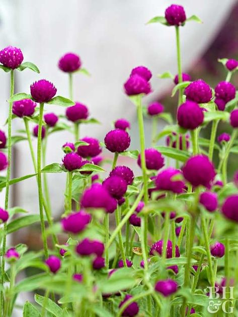 You also can call it globe amaranth, but whatever you call it, just plant it. It’s an annual and has these great circular flower heads (they dry well, if you’re into that). They love sun and come in lots of shades—orange, yellow, pink, white, and purple. Bonus: Just toss a handful of seeds into your garden—that’s it. Globe Amaranth, Flower Words, Handmade Bouquets, Flower Garden Design, 강아지 그림, Cut Flower Garden, Dry Well, Have Inspiration, Fresh Cut Flowers