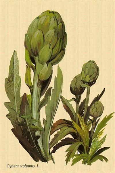 Scientific Drawing, Leaf Drawing, Unusual Flowers, Botanical Drawings, Plant Illustration, Vintage Botanical, Artichoke, Botanical Illustration, Amazing Flowers