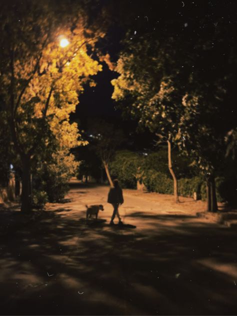 Night walk dog walking tree soft lights Night Dog Walking, Walk Dog, Walking Dog, Night Walk, Dog Walking, Soft Lighting, Walking, Dogs