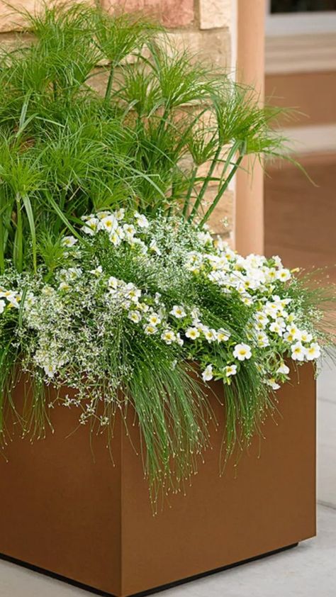 container plants Thriller Plants For Containers Full Sun, Thriller Filler Spiller Ideas Full Sun, Cascading Plants, Modern Planters Outdoor, Flower Containers, Creeping Jenny, Full Sun Plants, Corn Plant, Fine Gardening