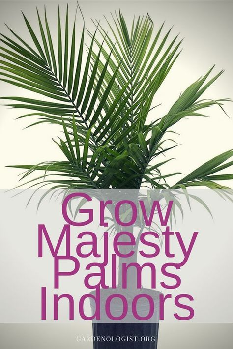 Garden Ideas Indoor, Indoor Palm Plants, Palm Tree Care, Indoor Palm, Indoor Gardening Supplies, Palm House Plants, Indoor Palm Trees, Majesty Palm, Palm Trees Landscaping