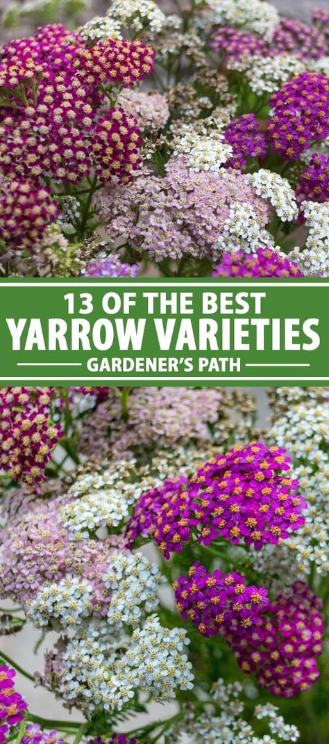 Do you have a yard with poor soil? Can’t get many flowers to grow? Don’t give up! Try yarrow. This low-maintenance perennial loves barren ground. Naturally, it blooms with yellow or white flowers but it’s now available in salmon pink, burgundy, neon yellow, and rusty orange. This sun loving plant also comes in low-profile and taller variations. Read more about our 13 favorite yarrow varieties on Gardener’s Path and pick the right cultivars for your landscaping. #yarrow #perennial #gardenerspath Yarrow Varieties, Yarrow Perennial, Backyard Landscapes, Yarrow Plant, Yarrow Flower, Growing Cut Flowers, Flowers To Grow, Lawn Alternatives, Sun Loving Plants