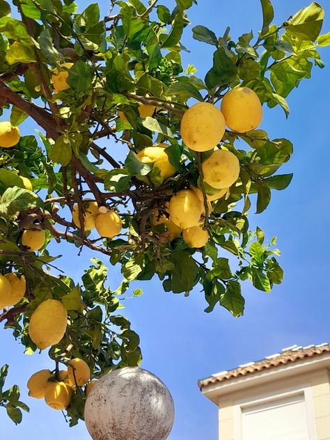 Lemon Trees Backyard, Lemon Tree Italy, Golden Bachelor, Apron Inspiration, Good Morning Darling, Lemon Garden, Amsterdam Apartment, Citrus Tree, Spanish Interior