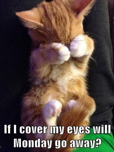 it never goes away Cat Jokes, Söt Katt, Kittens And Puppies, Cat Stuff, Cute Cats And Kittens, Cute Animal Pictures, Animal Quotes, Pretty Cats