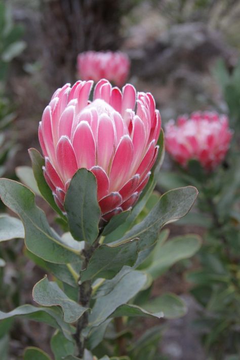 Flowers Australia, Protea Art, Australian Native Garden, Australian Wildflowers, King Protea, Protea Flower, Australian Flowers, Australian Native Flowers, Australian Plants