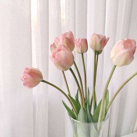 Pink Tulips, Tulips, Curtains, Flowers, Pink, White