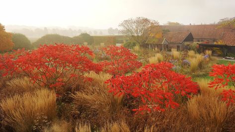 Fall Container Gardens, Piet Oudolf, Farmhouse Landscaping, Autumn Foliage, Grasses Garden, Plant Combinations, Garden Pathway, Back Garden, Autumn Garden