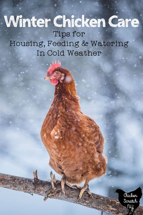 Taking care of chickens in the winter isn't difficult but it is different and you need to be ready for the cold temps and snowfall. Today I'm sharing my tips for housing, feeding, watering, and egg collection in the colder months. Chickens Winter Care, How To Care For Chickens In The Winter, Chicken Care In Winter, Feeding Chickens In Winter, Chicken Winter Care, Taking Care Of Chickens, Chickens Winter, Winter Chickens, Chickens In Winter