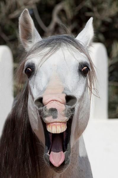 Smile Smiling Animals, Year Of The Horse, Funny Horses, Horse Face, Most Beautiful Animals, All About Horses, Horse Quotes, Horse Crazy, Majestic Animals