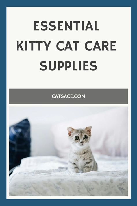 Kitten sitting on a bed with text above reading "Essential Kitty Cat Care Supplies" on catsace.com promotional graphic. Senior Cat Care, Cozy Beds, Health Essentials, Diy Treats, Cat Products, Cat Food Bowl, Cat Care Tips, Cat Parenting, Cat Books