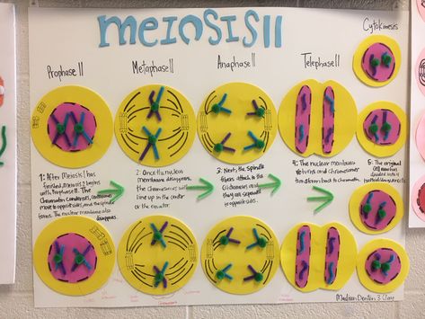 Meiosis Project, Meiosis Model, Mitosis And Meiosis, Bio Project, Biology Project, Biology Projects, Cell Division, Biology Notes, Beautiful Wallpapers Backgrounds