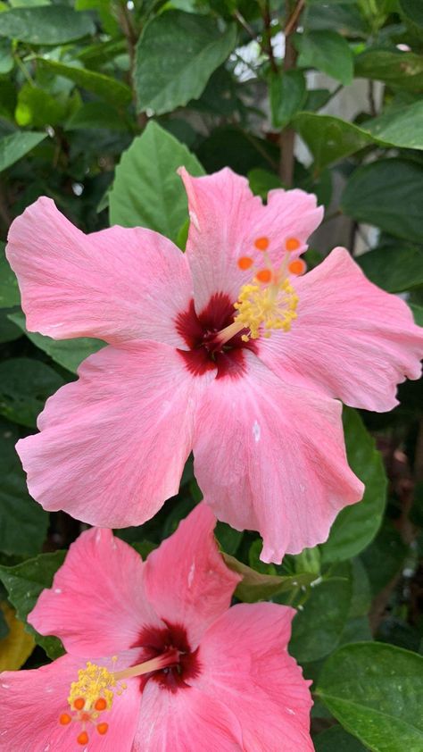 Chinese Hibiscus has a symmetrical pattern in its flowers. These kinds of flowers evolved symmetrical as a way to attract more pollinators. Pollinators are the ones that help to carry pollen from the stamen (male part of the flower) to the stigma (female part of the flower). This process helps the reproduction of the organism. Philippine Flowers, Chinese Hibiscus, Kinds Of Flowers, Hibiscus Garden, Symmetrical Pattern, Tropical Beauty, Pinterest Ideas, Beautiful Bouquet Of Flowers, Beautiful Flowers Pictures