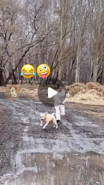 Funny Dog Videos Make Me Laugh, Funny Westies, Funny Animals Talking, Funniest Dog Videos, Happy Dogs Funny, Really Funny Dog Videos, Hilarious Dog Videos, Muddy Dog, Slip N Slide