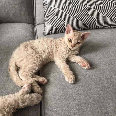 Devon Rex, Cat Aesthetic, Cat Pet, Devon, A Cat, Cats And Kittens, Kittens, Pet, Black And White