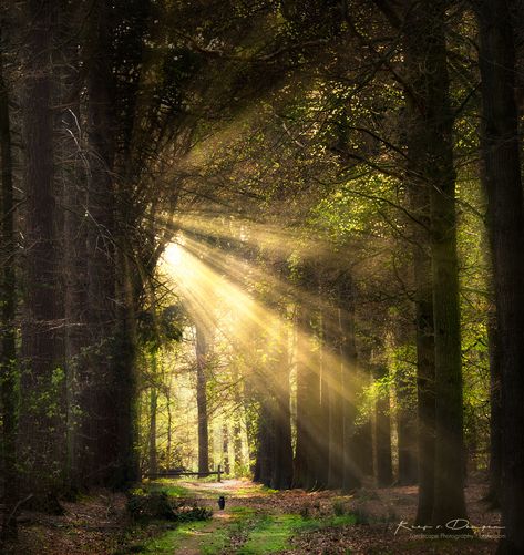 Sun Shining Through Trees, God Rays, Crepuscular Rays, Magical Pathways, Light Landscape, Nature Light, Jesus Artwork, Enchanted Wood, Sun Shining